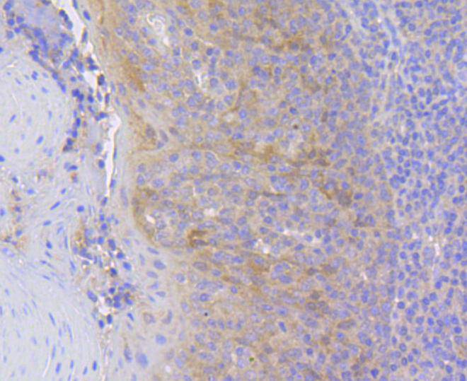 Hsc70 Rabbit mAb