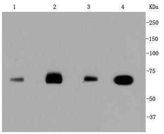 Hsc70 Rabbit mAb