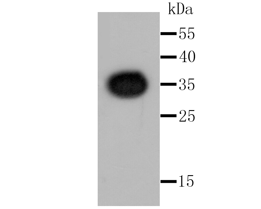 Renilla Luciferase Rabbit mAb