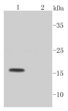 Active Caspase-3 Rabbit mAb