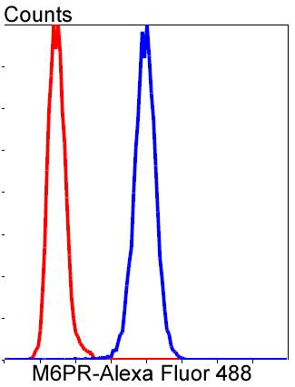 M6PR Rabbit mAb