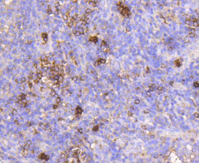 M6PR Rabbit mAb