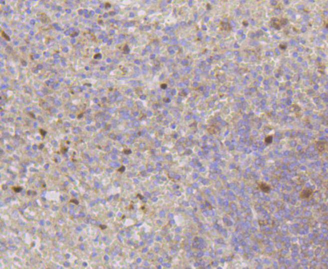 Cdk2 Rabbit mAb