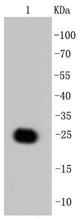 GFP Rabbit mAb