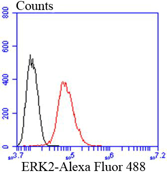 ERK2 Rabbit mAb