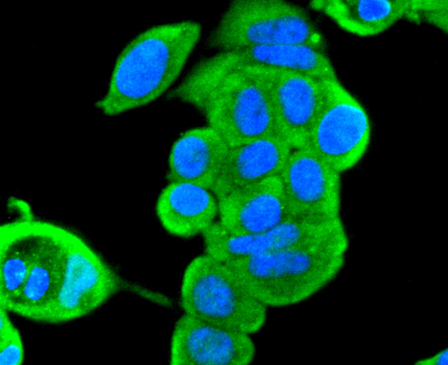 ERK2 Rabbit mAb