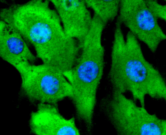 ERK2 Rabbit mAb