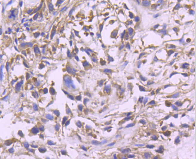 ERK2 Rabbit mAb