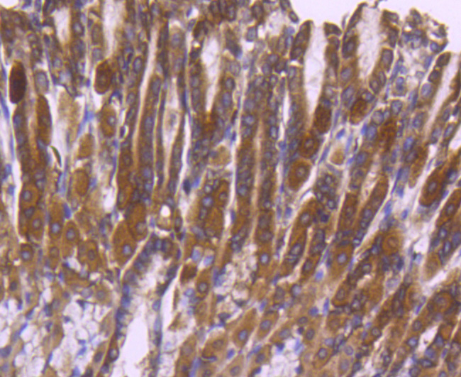 ERK2 Rabbit mAb