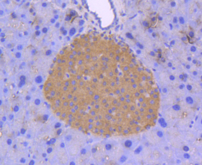 ERK2 Rabbit mAb