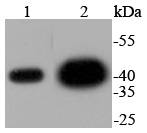 ERK2 Rabbit mAb