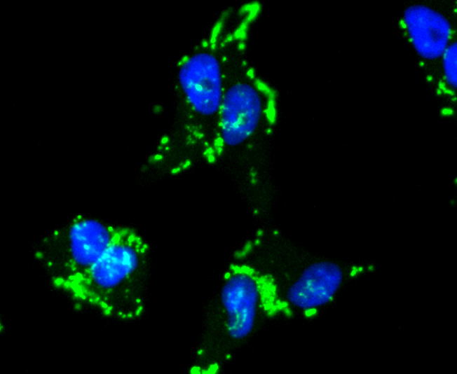 Caspase-9 Rabbit mAb