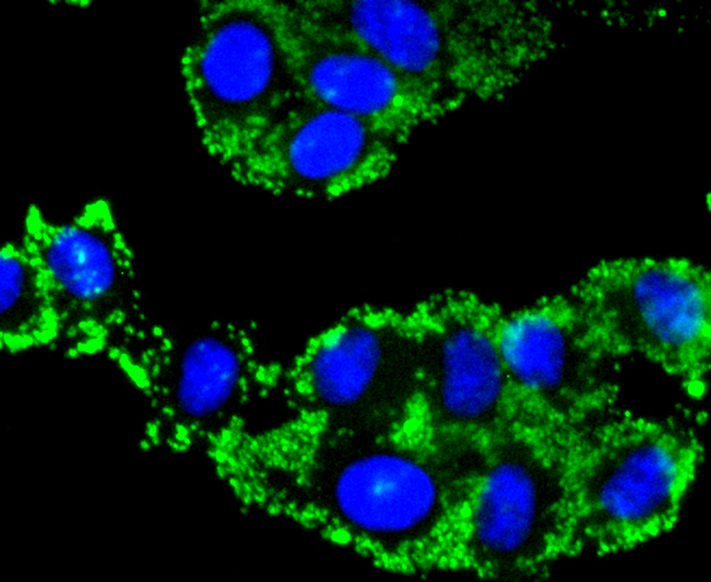 Caspase-9 Rabbit mAb