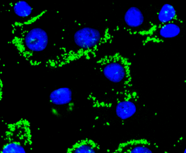 Caspase-9 Rabbit mAb