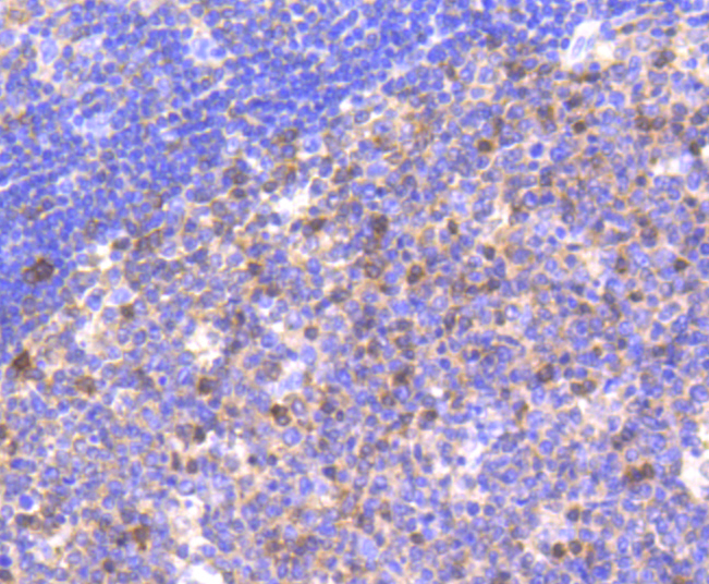 Caspase-9 Rabbit mAb