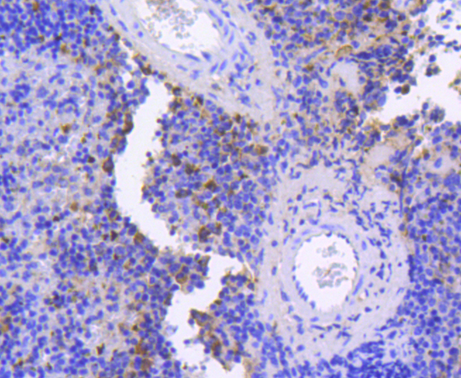 Caspase-9 Rabbit mAb