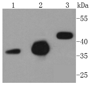 Caspase-9 Rabbit mAb