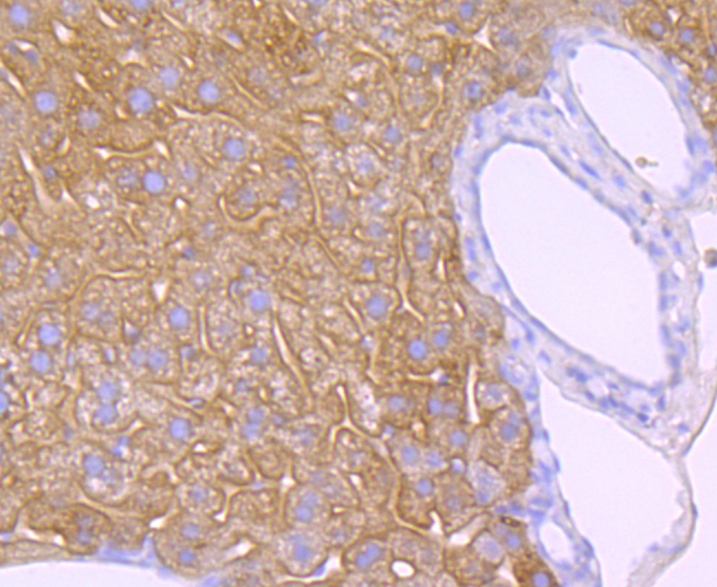 EGFR Rabbit mAb