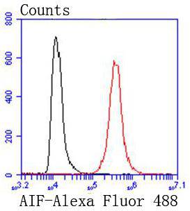 AIF Rabbit mAb