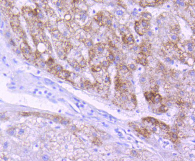 AIF Rabbit mAb