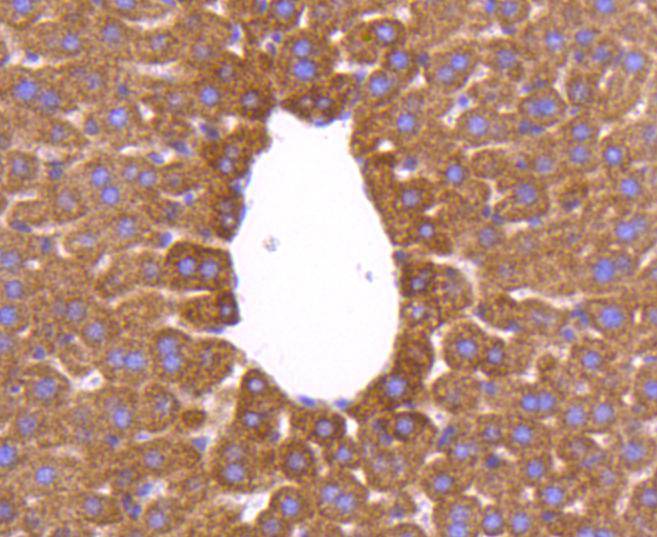 AIF Rabbit mAb