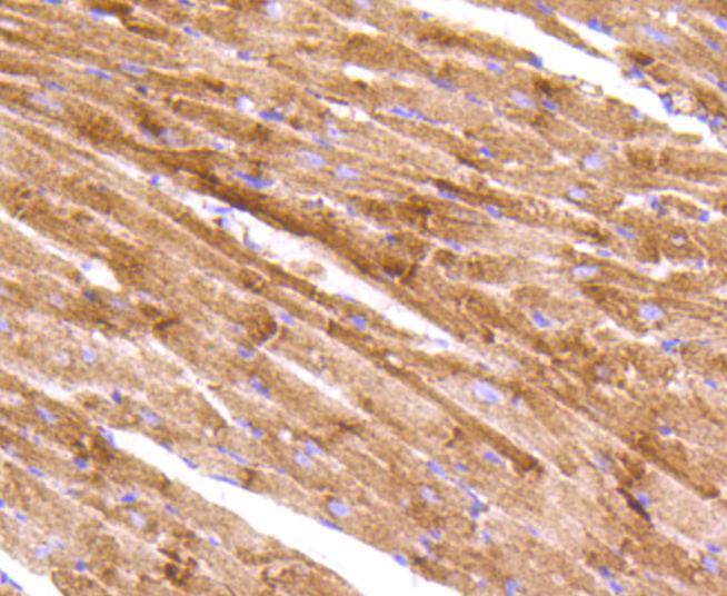 AIF Rabbit mAb