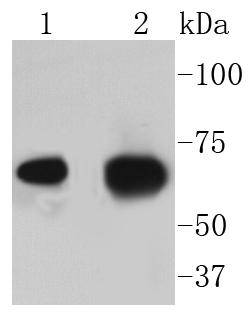 AIF Rabbit mAb