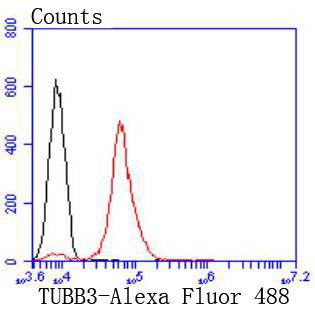 Tubulin beta-III Rabbit mAb