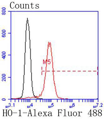 Heme Oxygenase 1(HO-1) Rabbit mAb