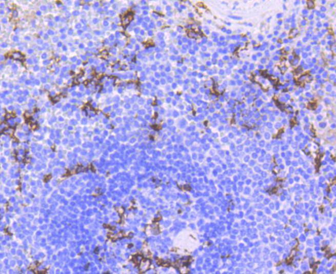 CD11c Rabbit mAb