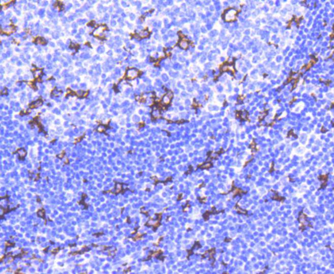 CD11c Rabbit mAb