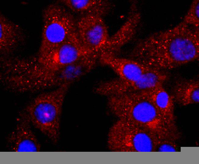 C3 Rabbit mAb