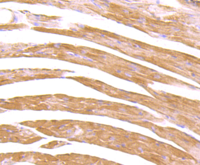 CXCR5 Rabbit mAb