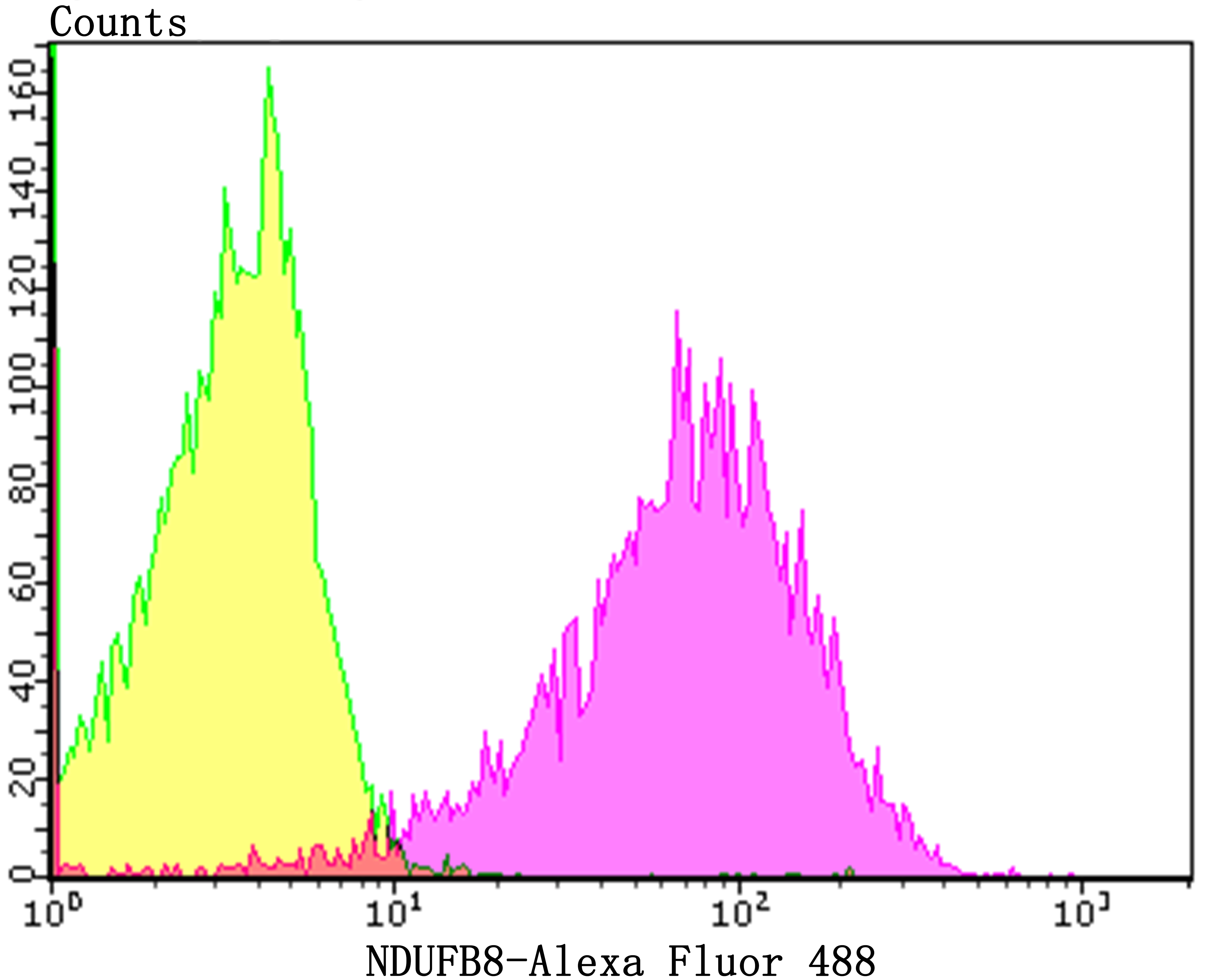 NDUFB8 Rabbit mAb