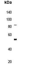 PRAK (phospho-Thr182) Antibody