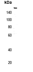 NCOA2 (phospho-Ser736) Antibody