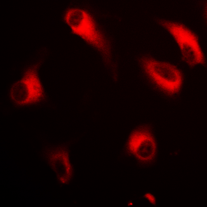 Rabphilin 3A (phospho-Ser237) Antibody