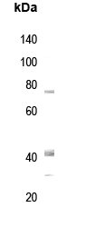 Rabphilin 3A (phospho-Ser237) Antibody