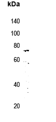 Beta-NaCH (phospho-Thr615) Antibody