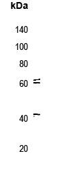 c-SRC/FYN/c-YES (phospho-Tyr419/420/426) Antibody