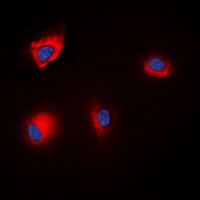 ANAPC1 (phospho-Ser688) Antibody