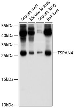 TSPAN4 Polyclonal Antibody