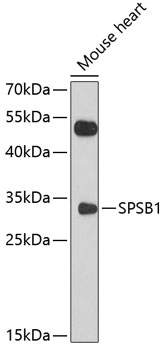 SPSB1 Polyclonal Antibody