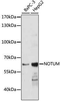 NOTUM Polyclonal Antibody