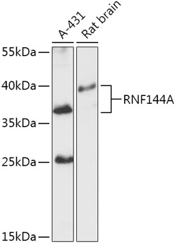 RNF144A Polyclonal Antibody