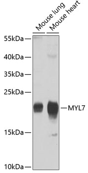 MYL7 Polyclonal Antibody