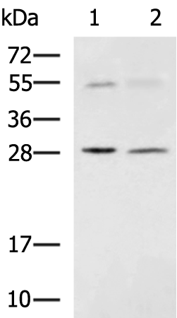 SPSB2 antibody