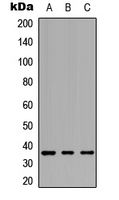 GPCR19 Antibody