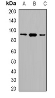 SRSF5 Antibody