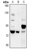 COP1 Antibody